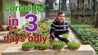 Fastest growing method of Coriander ! No one told you before