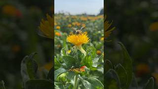 桶川べに花まつり～2023年6月18日