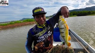 Casting Peacock Bass Timah Tasoh Perlis