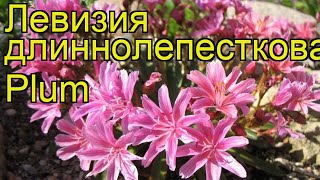 Левизия длиннолепестковая Плам. Краткий обзор, описание характеристик lewisia cotyledon Plum