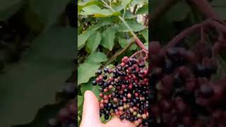 Elderberries in my own parisian garden are ripe | 自家花园的西洋接骨木成熟了 | Les baies de sureau noir