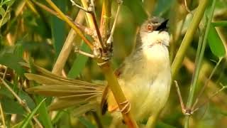 Common Tailorbird Orthotomus sutorius 长尾缝叶莺  3 23 18 Baisha 白沙网山