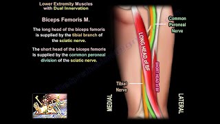 Muscles With Dual Innervation - Everything You Need To Know - Dr. Nabil Ebraheim