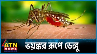 ভয়ঙ্কর হয়ে উঠছে ডেঙ্গু পরিস্থিতি | Dengue | Dengue Awareness | Bangladesh | ATN News