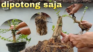 Cara Potong Batang Bonsai Biar Gak Menyesal