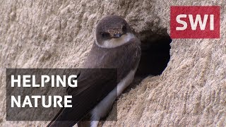 A new habitat for sand martins