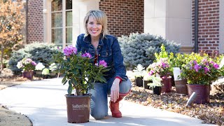 Southern Living Plant Collection // Southgate Breeze™ Rhododendrons