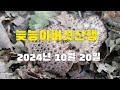 능이버섯산행  아직까지 씽씽한 능이버섯  해마다 채취한곳 구광자리 채취방법 중요성