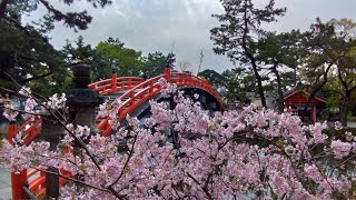 Walking around Sumiyoshi Shrine!