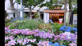 長崎の紫陽花 Hydrangea in Nagasaki