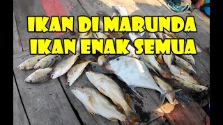 mancing di marunda BKT di sambut geng ikan jenahak