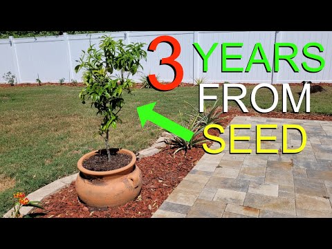 How long does it take to grow a mandarin orange tree from seed?