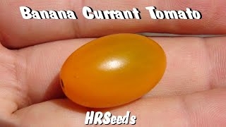 Banana Currant Tomato | Solanum lycopersicum Var. pimpinellifolium | Tomato Review