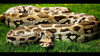 Learning python with chatGPT made lessons. lesson 4 (lists and strings challenge!)