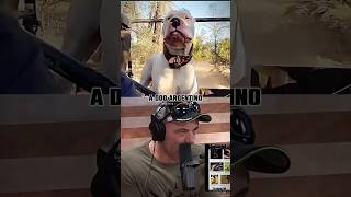 The Dogo Argentino | ft. Joe Rogan \u0026 Bert Kreischer