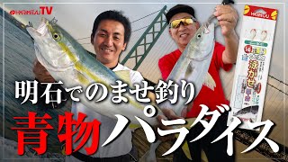 【釣れ過ぎ！！】明石でのませ青物パラダイス！！