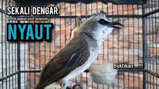 trucukan gacor TARUNG ROPEL PANJANG pancingan trucukan agar bunyi jadikan burung trucuk gacor EMOSI