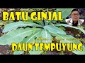 ATASI BATU GINJAL DENGAN RAMUAN DAUN TEMPUYUNG