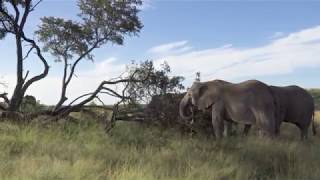 Elephants Destroy Trees