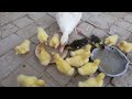 muscovy ducklings favourite food baby ducks first feed after hatching urdu hindi mughees shahxad