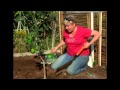 Planting A Lemon Tree