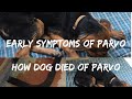 Early symptoms of PARVO | Tips to save your dog and HOW MY DOG DIED OF PARVO