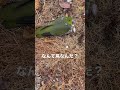 なんて鳥なんだろ？　緑色の鳩？