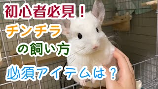 【チンチラ】チンチラ飼育の必須アイテム！ケージは？チンチラの飼い方【動物たちと私。】