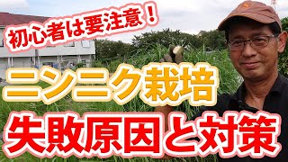 Reasons for failing to grow garlic and tips for countermeasures learned from a Japanese farmer !