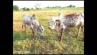 పొడతూరుపు జాతి కోడె దూడలు ఈపుడే కడి గుoజాడం సాగుతూ ఉన్నాయి//ఇలాటి కొడెలు కావాలి అంటే మల్లేపల్లి సంత