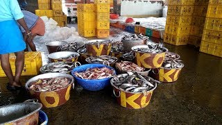 Early morning fish market at Kollam needakara 🐠 ng herborHD 2019