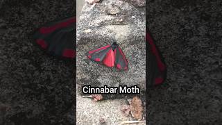 Cinnabar Moth. A dazzling red and black insect that you certainly don't see every day!