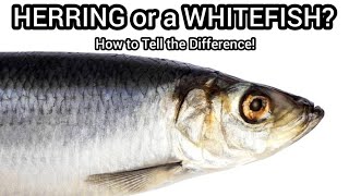 How to tell the difference between a Herring and a Whitefish!? 🤔