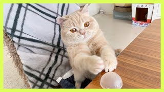 【子猫】狩猟本能を覚醒する瞬間…！《Cat with hunting instinct！！Cute cat shaking its tail！》Cute animals