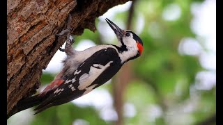 Woodpecker (কাঠকুড়ালি)