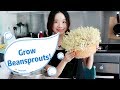 Grow Beansprouts At Home From Seed! [Simple & Fast!]