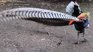 Lady Amherst's pheasant display