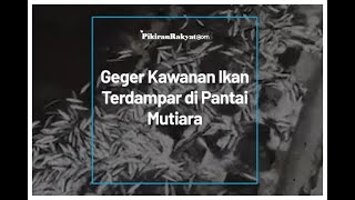 GEGER!!! Kawanan Ikan Terdampar di Pantai Mutiara, Pratanda Apakah Ini?