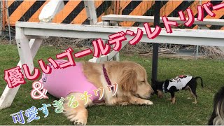 可愛いすぎるチワワの赤ちゃんと優しいゴールデンレトリバー(生後9ヶ月)