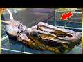 7 Shocking Recent Archaeological Discoveries That Left Scientists Speechless