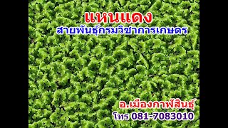 แจกพันธุ์แหนแดง สายพันธุ์กรมวิชาการเกษตร จ่ายค่าส่งเพียง 79 บาท โทร 0817083010