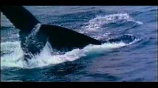 Sea Shepherd - Isabel Lucas PSA