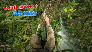 M.Ạ.O HIỂM Lấy Tổ Ong Mật Cực To Trên Cành Cây Đa - Tho Rung