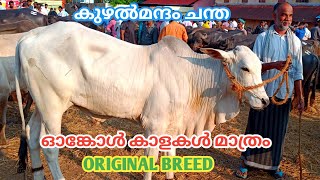 Ongole bull | original breed | ഓങ്കോൾ വളർത്തുകൂട്ടികൾ | kuzhalmannam chantha | 2023 | TECH AND VLOGS