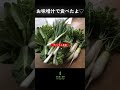 【自然農】大根収穫 青首ダイコン 不耕起 無肥料 無農薬 収穫