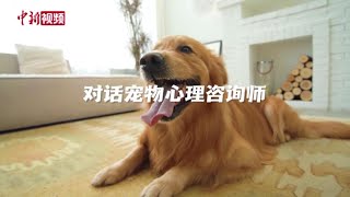 狗狗总是“汪汪汪”？宠物心理咨询师：可能有“二皮脸”狗在烦它