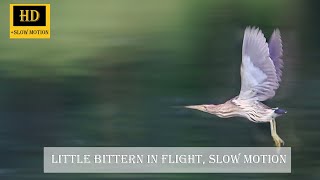 Little bittern in flight, slow motion