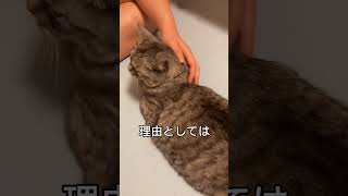 【猫動画】大切なお知らせ。 #猫 #cat #shorts