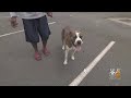 New Jersey Police, Fire Rescue Dog From Saddle River