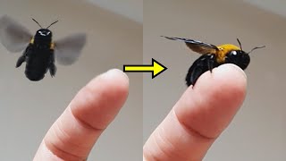 호박벌과 친구가 되면 생기는 일  I am friends with the bee (landing on my fingers)